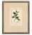 French Antique French Botanical Engravings From Descourtilz’s Medical Flora of the West Indies, C. 1830 – Hand-Colored, Custom Framed ( Set A) - Set of 4 For Sale - Image 3 of 5