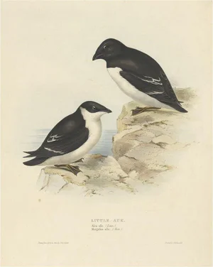 Gould, Little Auk, 1832, Paper