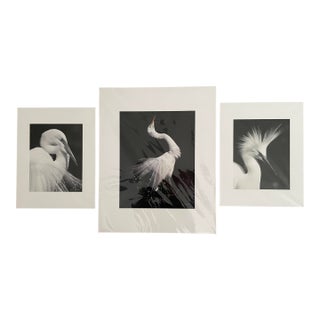 Contemporary Lot of 3 New Matted B&w Original Photographs Signed by Robin Rebeck For Sale