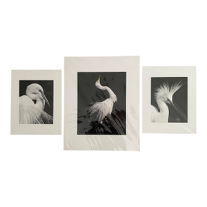Contemporary Lot of 3 New Matted B&w Original Photographs Signed by Robin Rebeck
