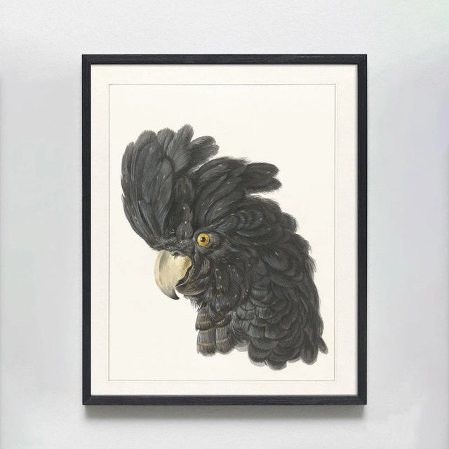 This flamboyant pair of cockatoos are remastered from mid-18th Century Dutch drawings by Aert Schouman (1725 - 1792). They...