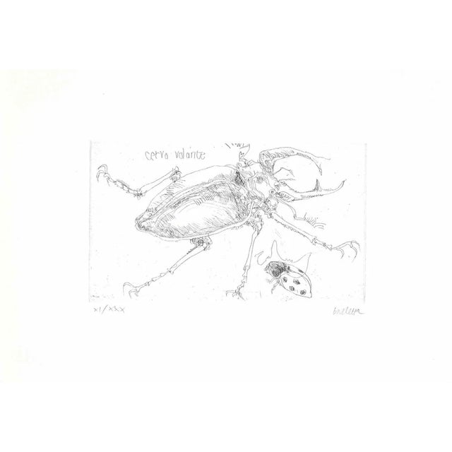 Sergio Barletta, Insect, Etching, 1974 For Sale