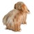 Mid 20th Century Mid-Century Steiff Studio Size Pekinese Store Display Model, Made in Germany For Sale - Image 5 of 8