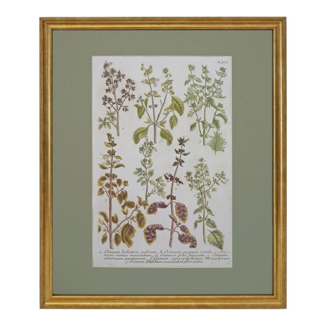 Antique Weinmann Framed Botanical Engraving – Basil (Ocimum) From Phytanthoza Iconographia Wall Decor For Sale