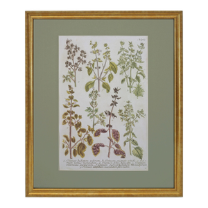 Antique Weinmann Framed Botanical Engraving – Basil (Ocimum) From Phytanthoza Iconographia Wall Decor