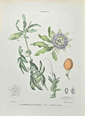 Vincenzo Tenore, Passion Flower, Lithograph, 1870s