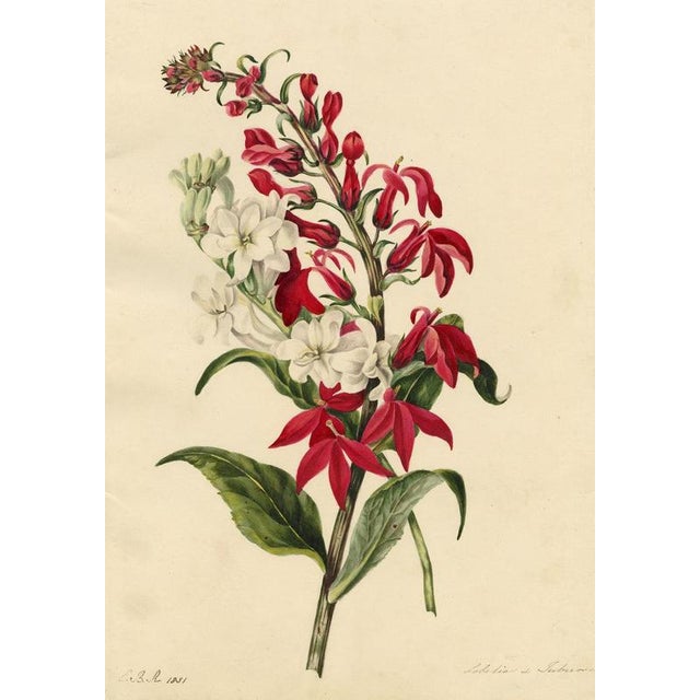 An original 1831 watercolour painting – E.B.R., Cardinal (Lobelia cardinalis) & Tuberose Flower.A superb large botanical...
