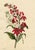 An original 1831 watercolour painting – E.B.R., Cardinal (Lobelia cardinalis) & Tuberose Flower.A superb large botanical...