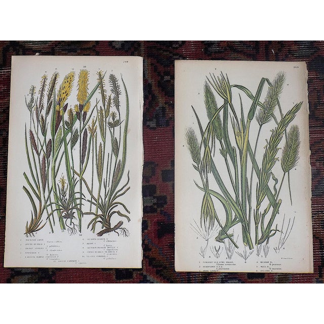 Antique 19th Century Botanical Lithographs - Set of 12 For Sale In Cincinnati - Image 6 of 9