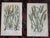 Antique 19th Century Botanical Lithographs - Set of 12 For Sale In Cincinnati - Image 6 of 9