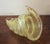 Metal Large Gold Silver Murano Counch Shell Centerpiece Bowl For Sale - Image 7 of 10