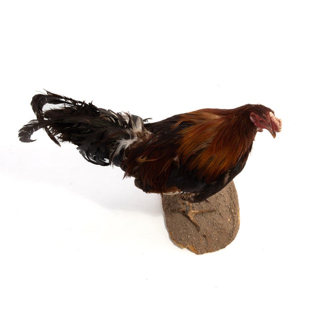 Life-Size Gamecock Taxidermy Mount Brilliant Red Orange Plumage Sand Mount Rooster For Sale - Image 12 of 17
