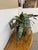 Artificial Vriesea Hieroglyphica Plant + Vase For Sale - Image 11 of 12
