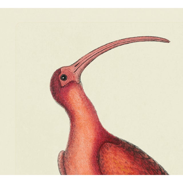 This is a special-edition print of the Red Curlew (Plate 84) from Volume I of The Natural History of Carolina, Florida,...