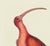 This is a special-edition print of the Red Curlew (Plate 84) from Volume I of The Natural History of Carolina, Florida,...