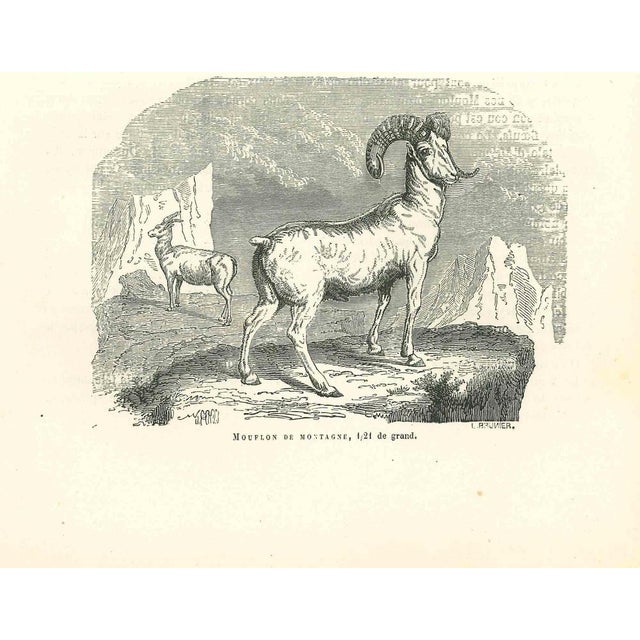 The Goat is an original lithograph on ivory-colored paper, realized by Paul Gervais (1816-1879). The artwork is from The...