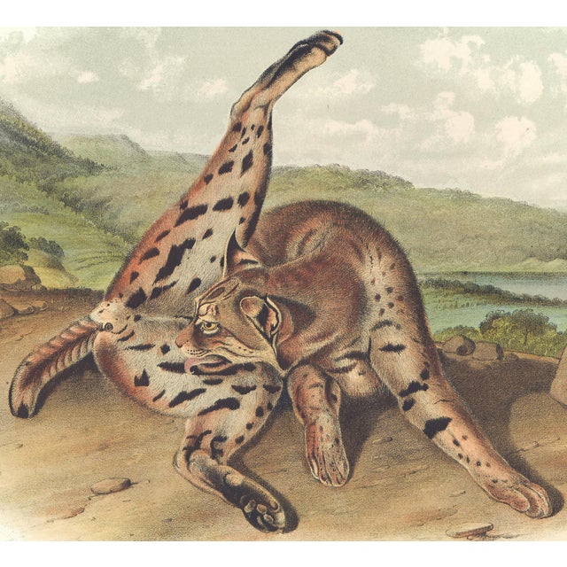 Original first edition Audubon stone lithograph from "The Viviparous Quadrupeds of North America", octavo edition, printed...