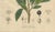 Bay Laurel Botanical Print by Laurus Nobilis, 1831 For Sale - Image 6 of 10