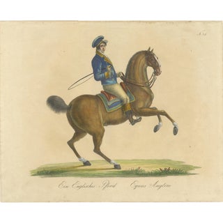 Brodtmann, Horse Equus Angliae, 1816, Paper For Sale