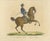 Brodtmann, Horse Equus Angliae, 1816, Paper For Sale