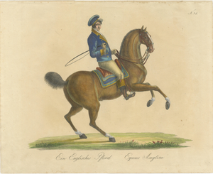 Brodtmann, Horse Equus Angliae, 1816, Paper