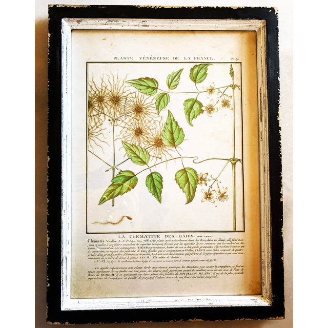 Vintage French Botanical Prints Reproductions Framed Set Of 4