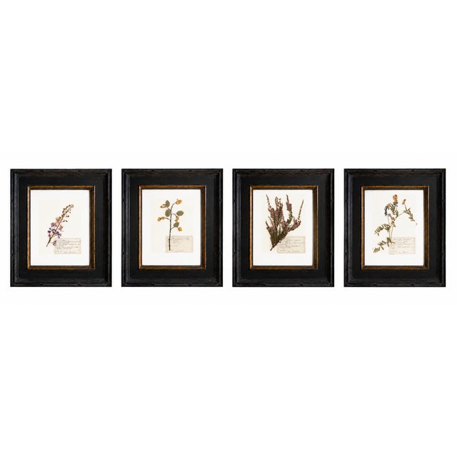 Custom Framed Vintage Finnish Herbarium Botanical Specimens - Set of Four For Sale - Image 4 of 18