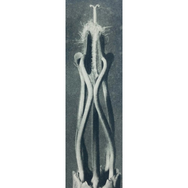 Traditional Antique Botanical Blossfeldt Print - No. 109 For Sale - Image 3 of 6