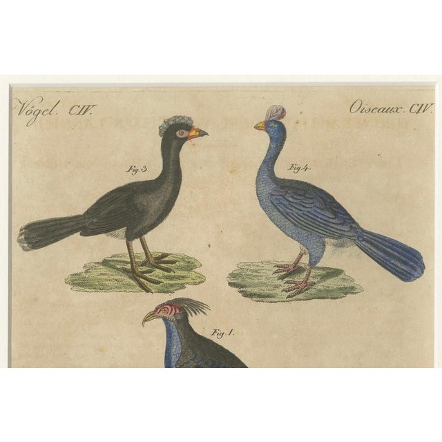 Bertuch, Crested Birds, 1800, Engraving For Sale - Image 4 of 9