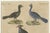 Bertuch, Crested Birds, 1800, Engraving For Sale - Image 4 of 9