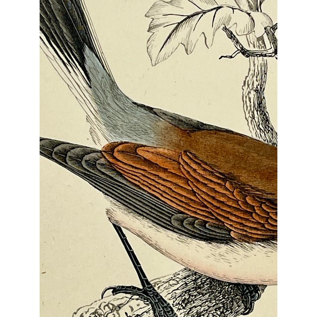 Antique Hand Tinted Bird Print From England Featuring a Red-Backed Shrike - Circa 1880 For Sale In Dallas - Image 6 of 11