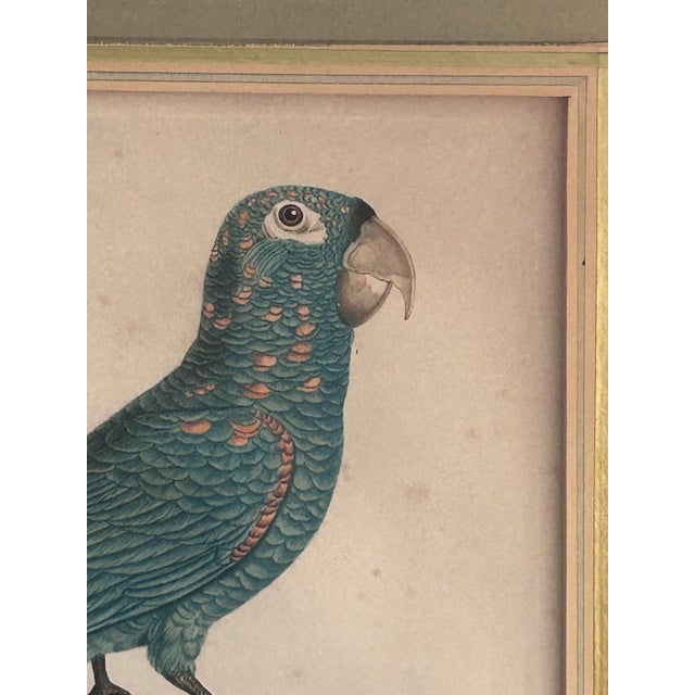 Antique Jacques Barraband Green Parrot Engraving, Plate X V, Early 19th Century, Gilt Framed For Sale - Image 10 of 12