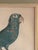 Antique Jacques Barraband Green Parrot Engraving, Plate X V, Early 19th Century, Gilt Framed For Sale - Image 10 of 12