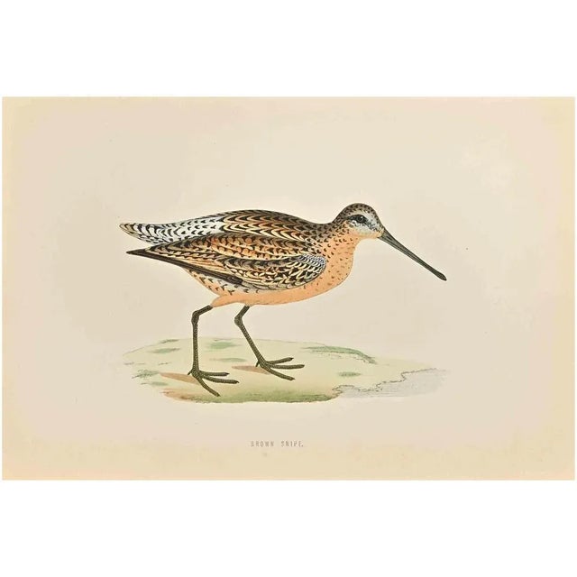 Brown Snipe is a modern artwork realized in 1870 by the British artist Alexander Francis Lydon (1836-1917). Woodcut print...
