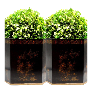 Large Italian Regency Style Toleware Jardinieres W/ Preserved Boxwood, a Pair