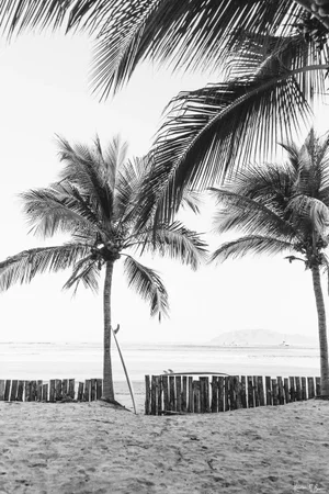 "Magic Sticks" - Limited Edition Fine Art Photo - Horizontal 24"x36" - Black and White Photo Costa Rica Beach Palm Trees Surfboard by Kristen M Brown