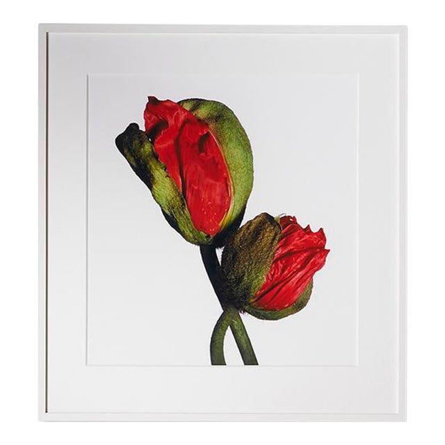 Iceland Poppy (A), Framed Photograph, 30 x 32 For Sale