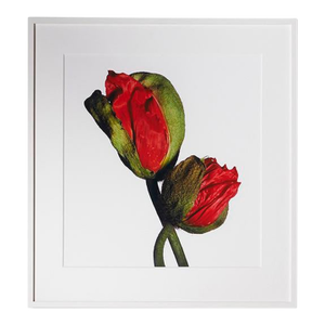 Iceland Poppy (A), Framed Photograph, 30 x 32