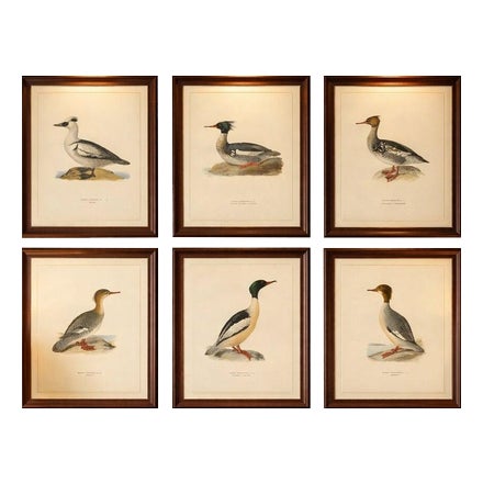 Antique Merganser Duck Lithographs, Sweden, 1929, Set of 6 For Sale