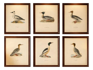 Antique Merganser Duck Lithographs, Sweden, 1929, Set of 6