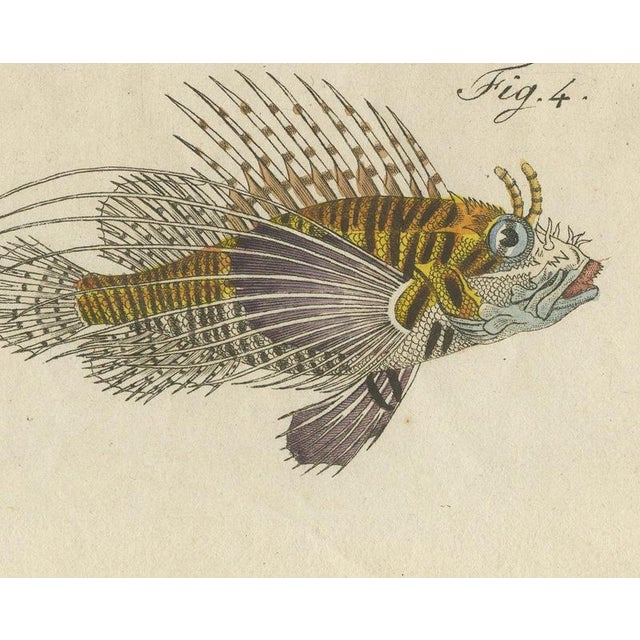 19th Century Bertuch, Lionfish, Chimaera, Scorpionfish and Boxfish, 1805, Print For Sale - Image 5 of 12
