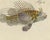 19th Century Bertuch, Lionfish, Chimaera, Scorpionfish and Boxfish, 1805, Print For Sale - Image 5 of 12