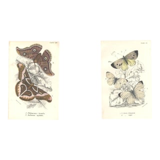 1896-97 Set of 2 Antique Butterfly Botanical Chromolithographs For Sale
