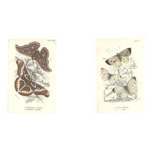 1896-97 Set of 2 Antique Butterfly Botanical Chromolithographs