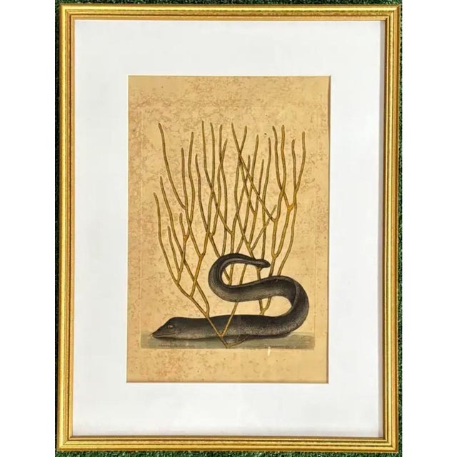 Mark Catesby Engraving, "Black Murrey" Moray Eel, Framed For Sale - Image 9 of 9