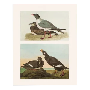 1966 Vintage Cottage Print. "Laughing Gull and Velvet Duck" After John James Audubon
