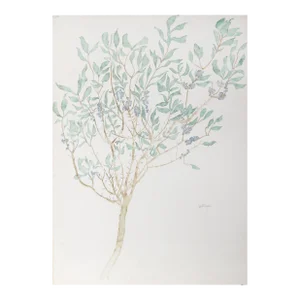 Olive Tree, Carl Bergman