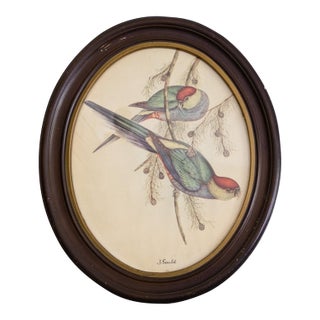 J Gould 19th Century Red Capped Parakeet Reproduction Print in Oval Frame For Sale