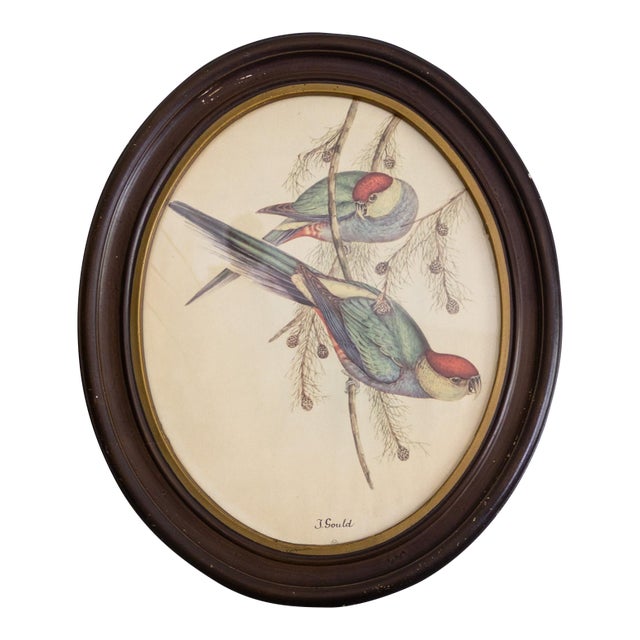 J Gould 19th Century Red Capped Parakeet Reproduction Print in Oval Frame For Sale