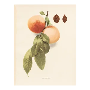 1900s U. P. Hedrick, Original Antique Photogravure of Oldmixon Cling Peaches